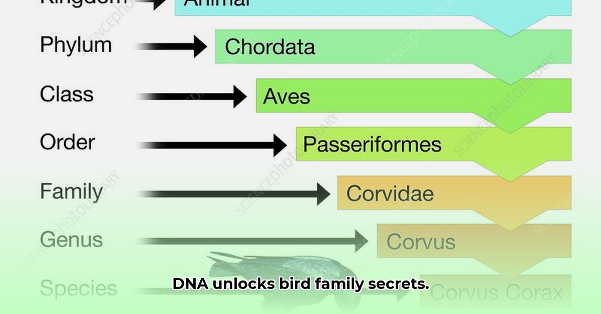 avian-classification-and-animal-kingdom
